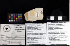 Foto (Objket + Etiketten) von Gastrosacus torosus (Robins, Feldmann & Schweitzer, 2013) 